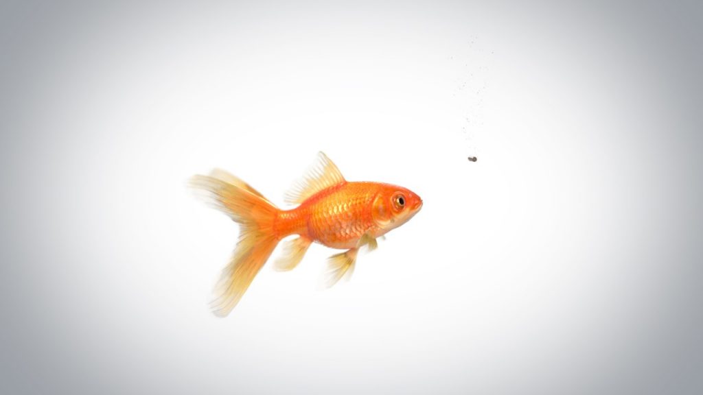 天然氣做成的魚(yú)飼料聽(tīng)說(shuō)過(guò)嗎